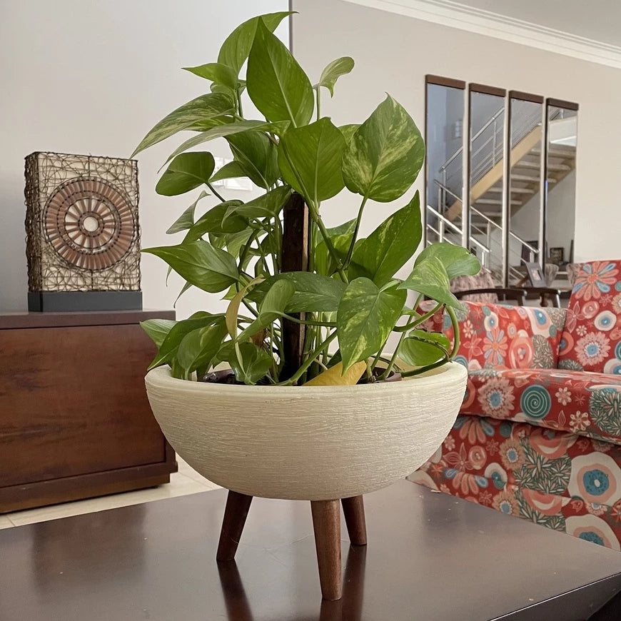 Vaso de plantas para sala